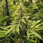 marijuana grower attorney oklahoma