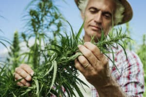 tulsa medical marijuana attorney